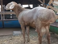 Κριός, Arashan sheep — φωτογραφία 7