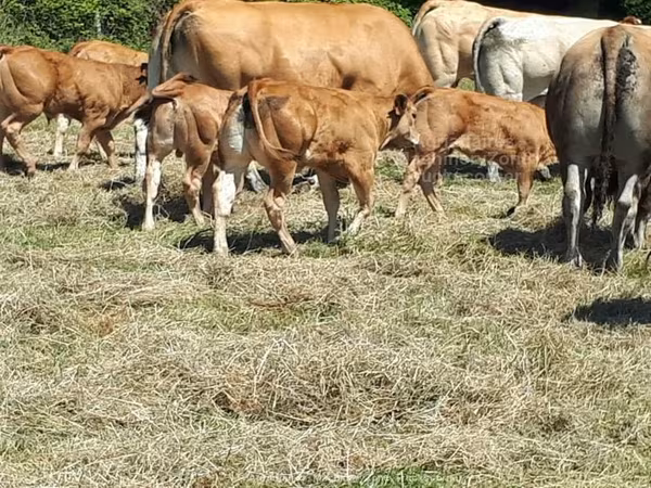 Cow, Cast cow