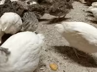 Quails — ছবি 5