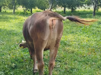 İnək, Mal-qara — foto 2