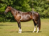 Кобила, American paint horse — снимка 4