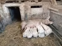 خوک ماده, خوک — عکس 1