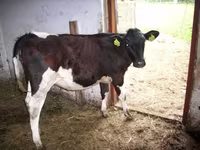 گاو ماده, Simmental cattle — عکس 7