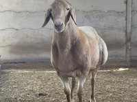 قوچ, Arashan sheep — عکس 1