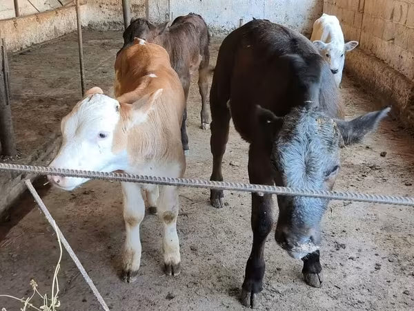벨기에 블루