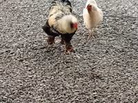 Chickens — foto 2