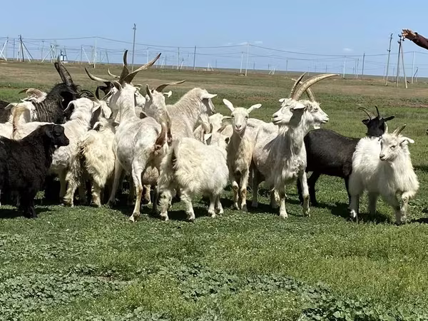 Эчки, Козулар