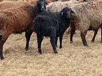 Baran, Romanov sheep — zdjęcie 8