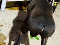 قوچ, Hissar sheep — عکس 3