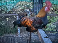 Chickens — լուսանկար 1