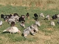 Turkeys — foto 5