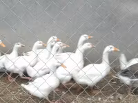 Geese — foto 4