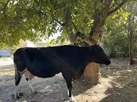 İnək, Holştin irqi — foto 4