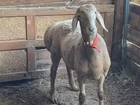 Ovan, Arashan sheep — fotografija 3