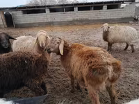 Sheep (batch, sex not specified), Arashan sheep — photo 3