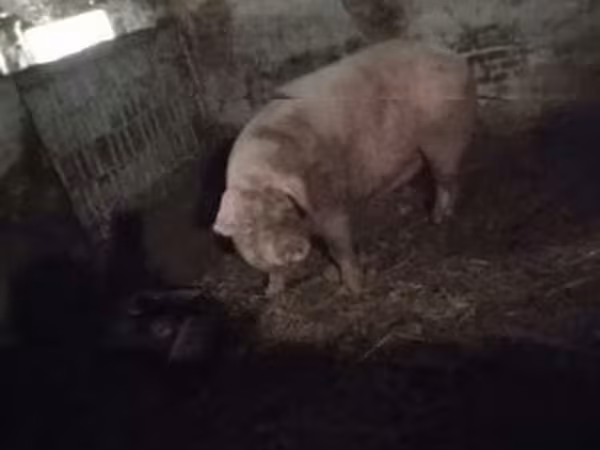 Sow, Pigs — Hungary