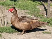 Ducks — รูปภาพ 2