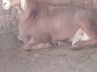 Berbec, Arashan sheep — foto 1