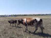 Bull, Cattle — photo 1