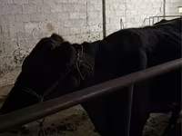 ላም, Latvian Blue cattle — ፎቶ 3