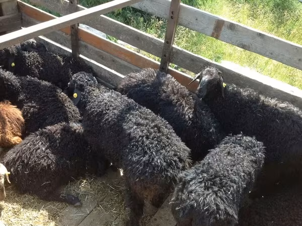 Ram, Edilbay sheep — Russia
