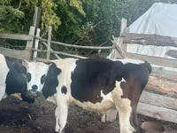 วัวตัวผู้, Russian Black pied cattle — รูปภาพ 2