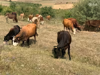 Vacă, Simmental cattle — foto 1