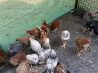 Chickens — foto 4