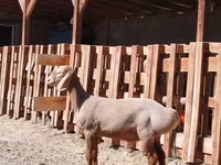公羊, Rhon sheep — 照片 2
