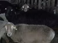 قوچ, Hissar sheep — عکس 2