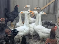 Geese — عکس 7