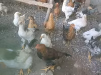 Chickens — عکس 2
