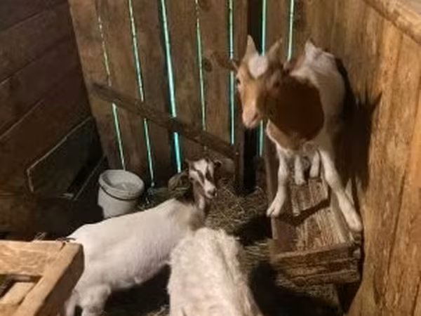 Billy Goat, Alpine goat — Hungary