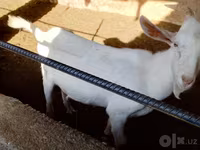 بکریاں (گروپ، جنس مذکور نہیں), Saanen goat — تصویر 1