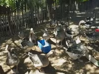 Geese — акс 2