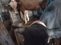 Byk, Bydło — zdjęcie 1