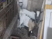 ஆண் வெள்ளாடு, Dutch Landrace goats — புகைப்படம் 1
