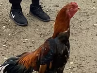 Shamo chickens — foto 4