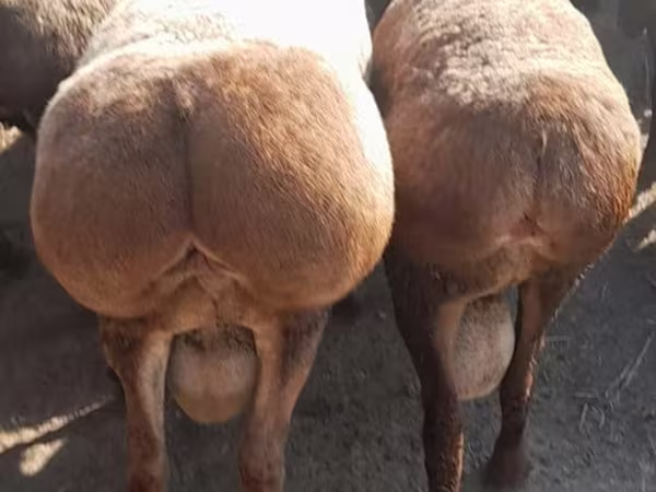 بز نر, Beetal goats