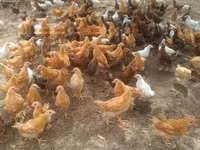 Chickens — fotografija 2