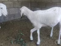 قوچ, گوسفند — عکس 7