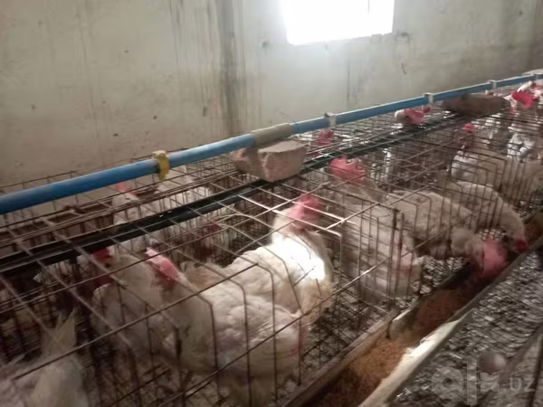 Chickens