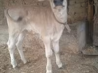 گاو ماده, Swiss cattle — عکس 5