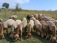 Berbec, Romanov sheep — foto 3