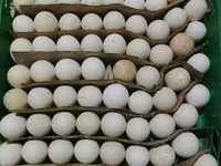 برنزی — عکس 3