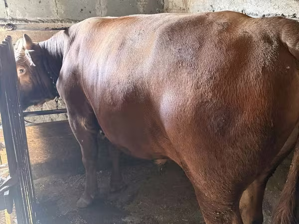 Toro, Bovini