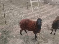 بھیڑ, بھیڑیں — تصویر 4