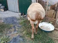 Widder, Rhon sheep — Foto 3