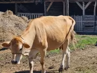 Krava, Simmental cattle — foto 3