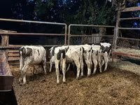 Toro, Razza Holstein — foto 4